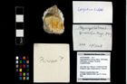 Foto (Objekt + Etikett) von Abyssophthalmus spinosus (Meyer, 1842)  (NHMW-GEO-2014-0194-0952)